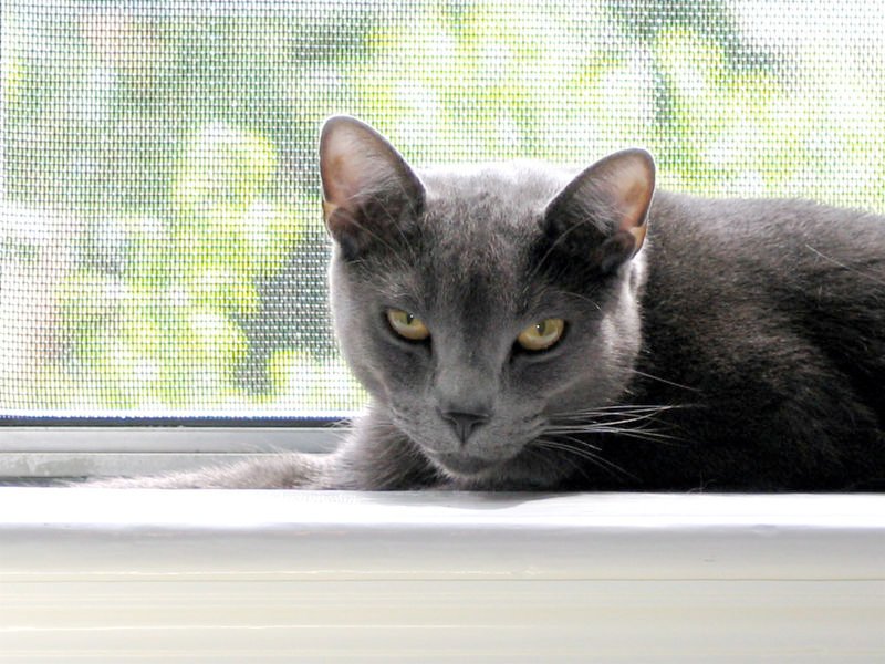 Russian Blue Cat. russian blue cat