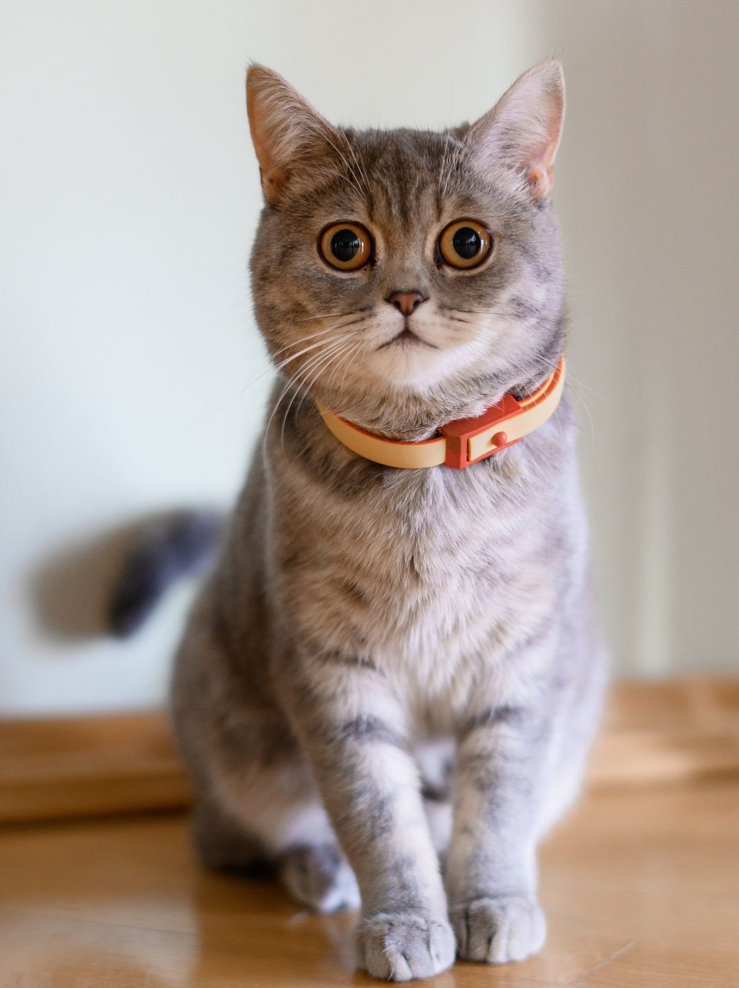 About Cat Care Blog