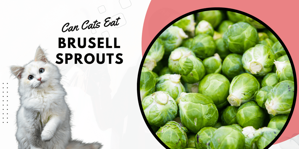 can cats eat brussel sprouts